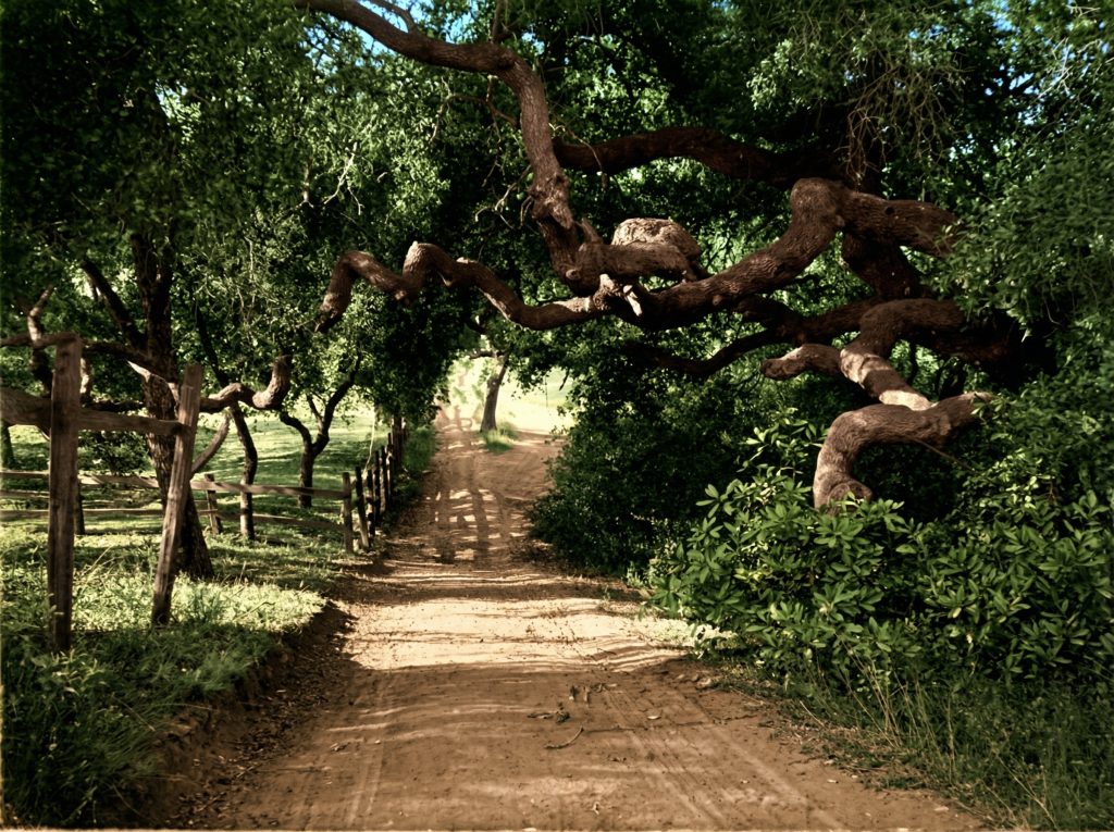 Historic colorized photograph looking down Scotts Place showing Park Place neighborhood dubbed "Little Switzerland"