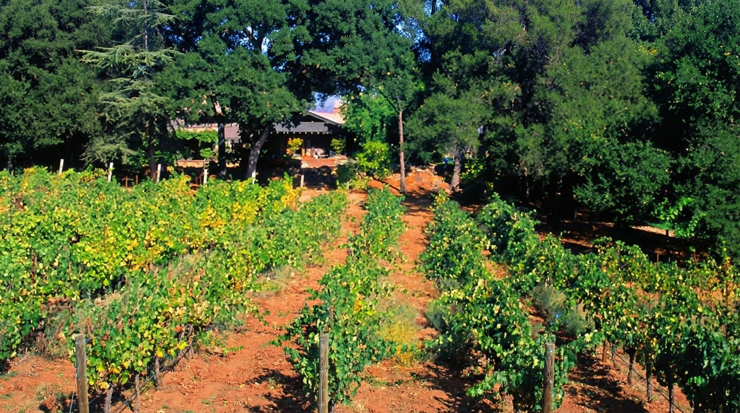 Vineyard rows on the Casa Barranca estate, part of the certified organic winery now operating on the historic property.