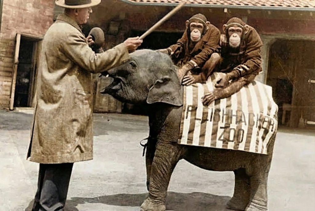 A whimsical scene from the Fleishhacker Zoo (now the San Francisco Zoo), another of the family’s great civic gifts.
